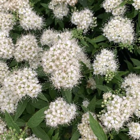 Spierstruik Spirea Albiflora Tuinplantenbezorgd Nl