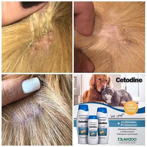 Shampoo Cetoconazol Para C Es Cachorro Gato Coelho Hamster Pet Dobro Da