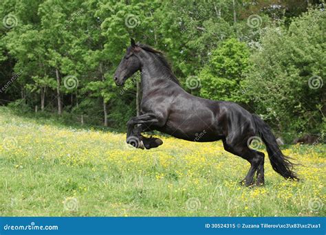 Jumping Friesian Horse Stock Photography | CartoonDealer.com #90866360