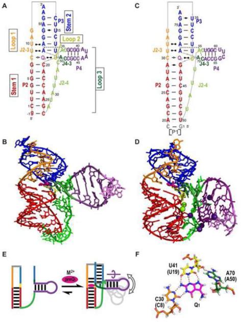 Figure 2 From Structure And Function Of PreQ1 Riboswitches Semantic