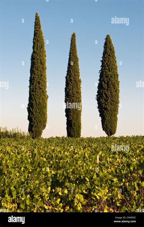 Landscape With Three Typical Mediterranean Cypress Trees Cupressus