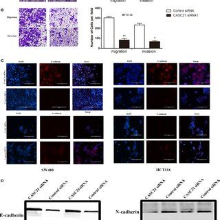 Casc Knockdown Inhibits Colon Cancer Cell Invasion And Migration In