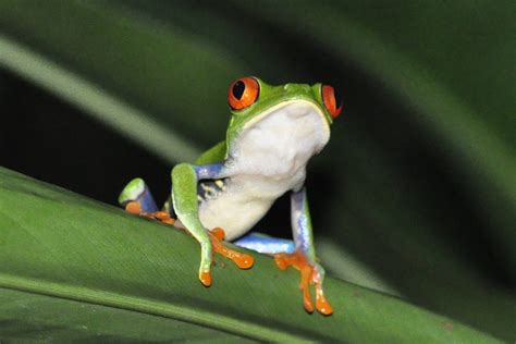 37 Examples of Amphibians (A to Z List & Pictures) – Fauna Facts