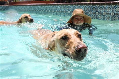 7 Tips To Teach Your Dog How To Swim