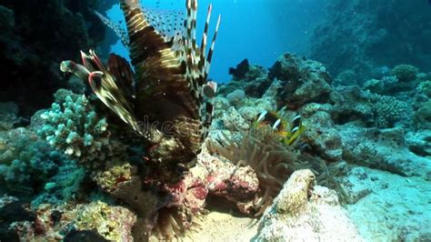 Giant Predator Common Lionfish Pterois Volitans Hunts For Fish In Red