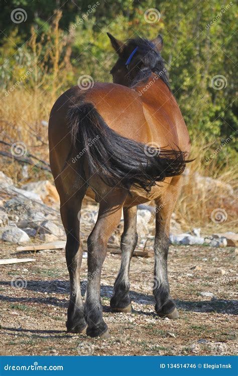 Rear view of brown horse stock photo. Image of horse - 134514746