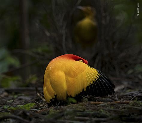 Dance Of The Flame Bird Wildlife Photographer Of The Year Natural