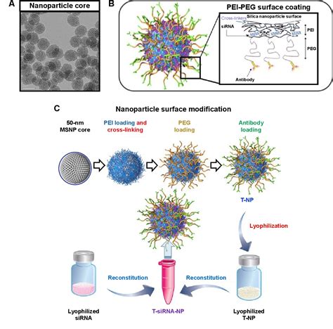 Figure 1 From Lyophilization And Stability Of Antibody Conjugated