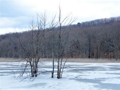 Frozen Trees Stanley Zimny Thank You For Million Views Flickr