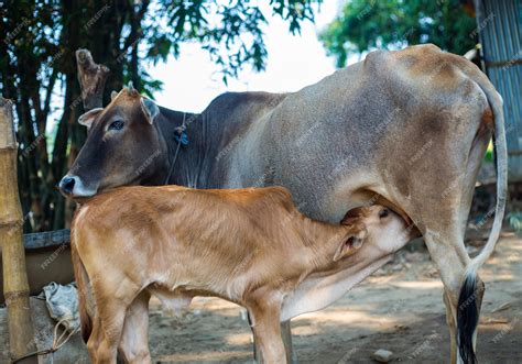 Cow Giving Milk To Calf