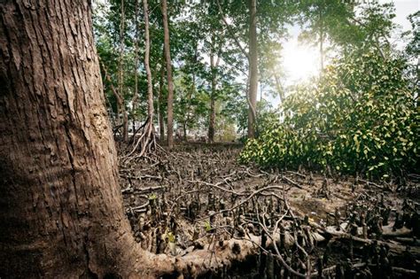 Premium Photo | Mangrove forests