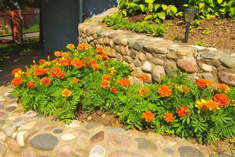 When And How To Plant Marigold Seeds Gardeners Path