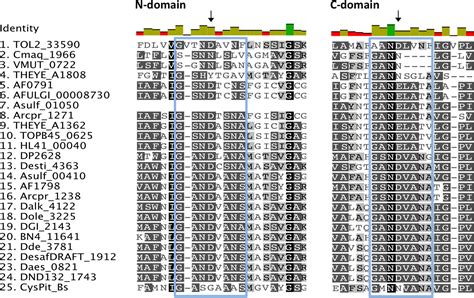 Frontiers Sulfate Transporters In Dissimilatory Sulfate Reducing