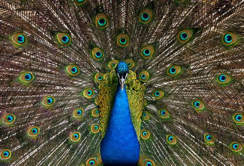 Indian Blue Peafowl - Connecticut's Beardsley Zoo