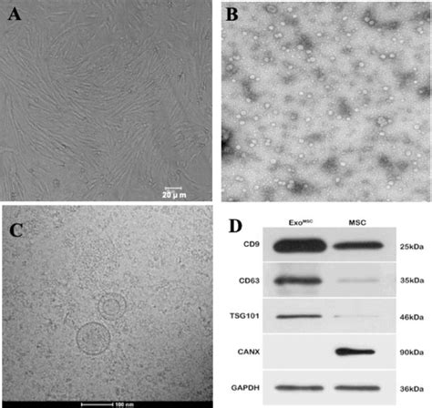 Characteristics Of Hucmscs And Hucmsc Derived Evs A Human Umbilical