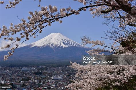 Mt Fuji In Cherry Blossom Season Taken From Fujiyoshida City Stock Photo - Download Image Now ...