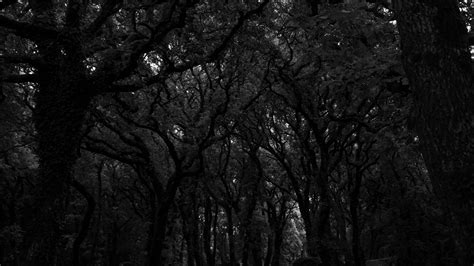 Forest Trees Dark Bw K Hd Wallpaper