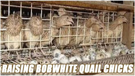 Raising Bobwhite Quail Chicks Youtube