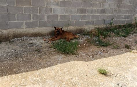 Crian A De Anos Socorrida De Ambul Ncia Ap S Ser Atacada Por