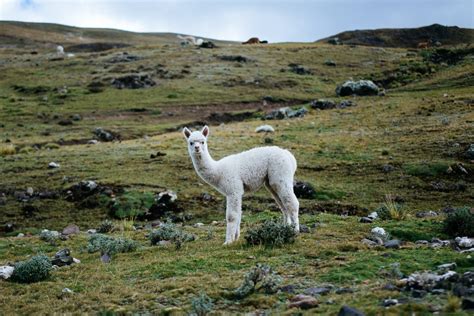 Which alpaca varieties exist?