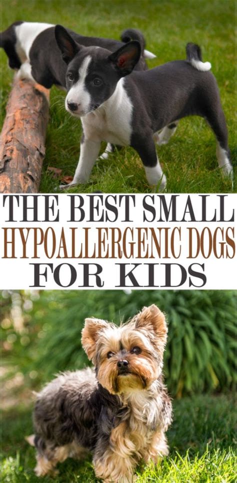 5 BEST Hypoallergenic Small Dogs for Kids *Puppy Love!* - MomDot