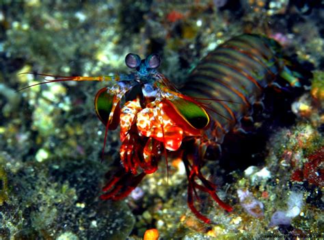 Mantis Shrimp Size Wallpapers Gallery