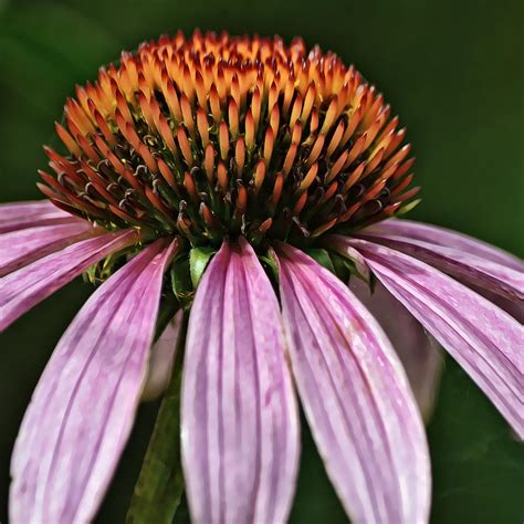 Purple Cone Flower Squared Photograph By Gaby Ethington Fine Art America