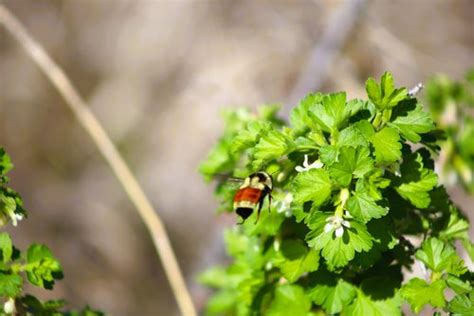 Identifying Wild Bees — Alberta Native Bee Council