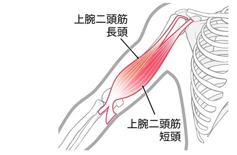 「上腕二頭筋」の筋トレメニュー（自重道具なし＆ダンベル）、効果的な鍛え方とは？ トレーニング ×スポーツ『melos』