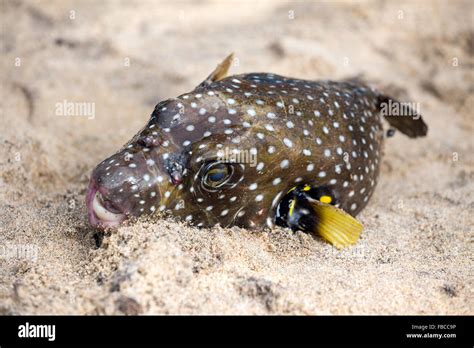 Guineafowl Puffer Or Golden Puffer Arothron Meleagris Stock Photo Alamy