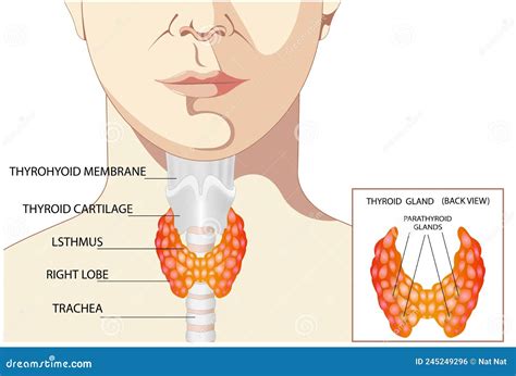 Anatomia Tiroidea Compresa La Ghiandola Di Protezione Della Gola E La