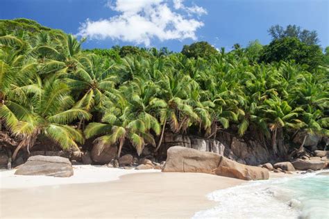 Tropical Beach with Palm Trees Stock Image - Image of tree, hawaii ...