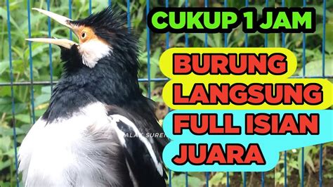 JALAK SUREN GACOR FULL ISIAN JUARA Paling Mudah Untuk PANCINGAN