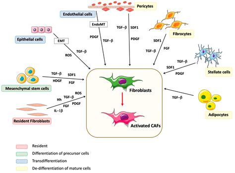 Cancers Free Full Text Cancer Associated Fibroblasts Understanding