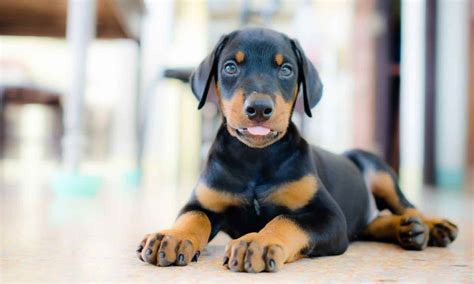 4 Top Doberman Training Tips—Plus Guides to Potty Training, Obedience ...