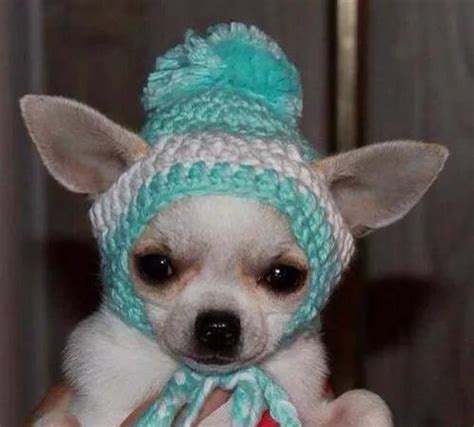 Auff Hren Gemietet Wickeln Gorro Tejido Para Perro Chihuahua Tempel