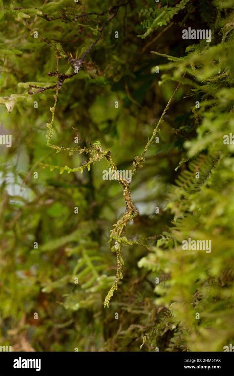 Un Insecte B Tonnets De Mousse Trychopeplus Laciniatus Camoufl Sur