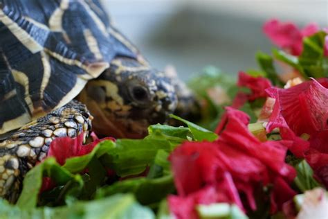 A Guide to a Healthy Diet for Tortoises