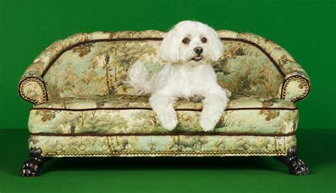 11 Most Expensive Luxury Pet Accessories for Your Fur Baby