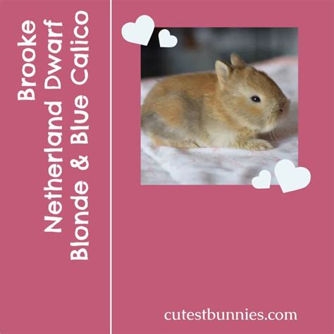 Pin on Cutest Bunnies