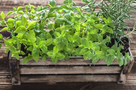 7 Creative Herb Garden Ideas For Growing Herbs In Containers Joybilee