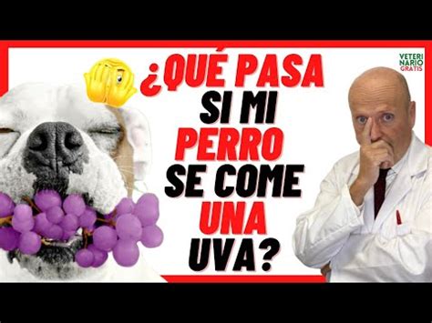 Cómo actuar cuando mi perro ha comido uvas Consejos para proteger su