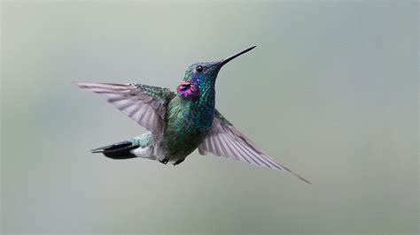 Colibri à Queue Large Photos Futura