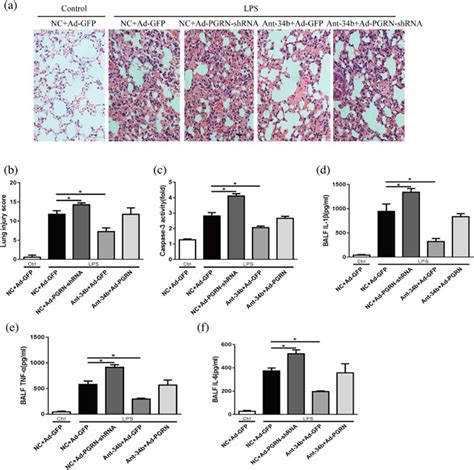 Mir B P Inhibition Attenuates Lung Inflammation And Apoptosis In An