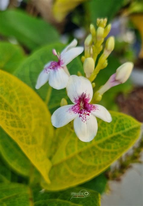 Pseuderanthemum Polyanthum Nalapa Photos Flickr