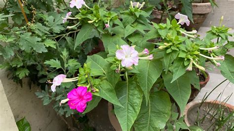 How To Grow And Care Mirabilis Jalapa 4oclock Plant 9 6 2023 Urdu