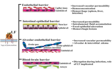 Figure 1 From The Effects Of Anthrax Lethal Toxin On Host Barrier