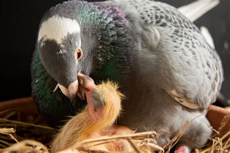 Do Pigeons Produce Milk? - NE Pigeon Supplies