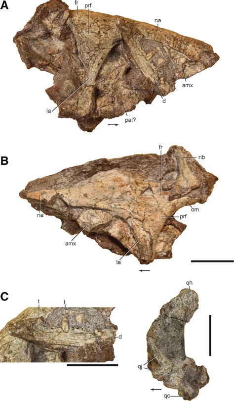 The Anatomy Of Asilisaurus Kongwe A Dinosauriform From The Lifua