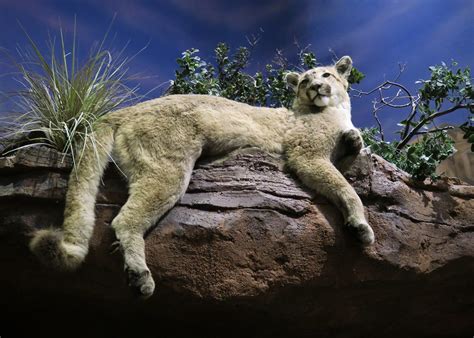 Stuffed Cat On A Rock Taxidermied Wildlife At The Bass Pro Flickr